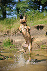 jumping German Shepherd