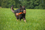 playing German Shepherd