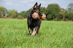 playing German Shepherd