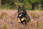 running German Shepherd