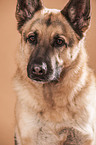 German Shepherd Portrait