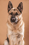 German Shepherd Portrait