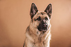 German Shepherd Portrait