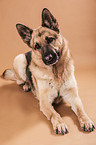 lying German Shepherd