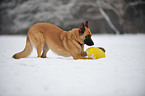 playing German Shepherd