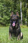 sitting German Shepherd