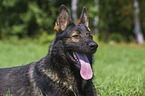 German Shepherd Portrait