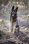 sitting German Shepherd