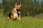 running German Shepherd