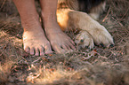 German Shepherd paws