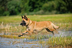 jumping German Shepherd