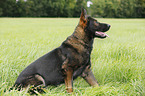 sitting German Shepherd