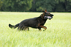 playing German Shepherd