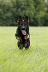 running German Shepherd