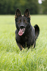 running German Shepherd