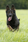 running German Shepherd