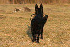 German Shepherd watches cats