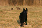 German Shepherd watches cats