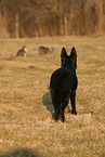 German Shepherd watches cats