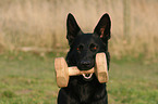 German Shepherd with toy