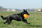 playing German Shepherd