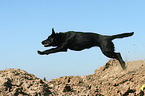 jumping German Shepherd