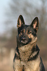 German Shepherd Portrait