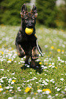 German Shepherd Puppy in the meadow