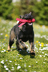 German Shepherd Puppy in the meadow
