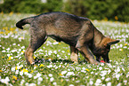 German Shepherd Puppy in the meadow