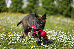 German Shepherd Puppy in the meadow