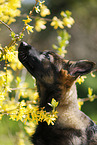 German Shepherd Puppy