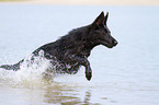 young German Shepherd