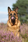 sitting German Shepherd