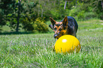 playing German Shepherd Dog