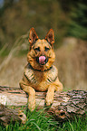 lying German Shepherd