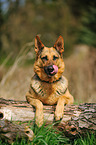 lying German Shepherd