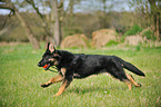 playing German Shepherd