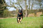 playing German Shepherd