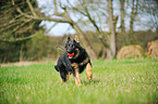 playing German Shepherd