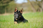 lying German Shepherd