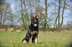 sitting German Shepherd