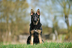 sitting German Shepherd