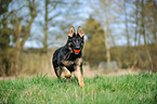 playing German Shepherd