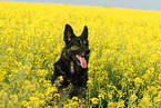 German Shepherd Portrait