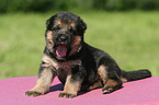 German Shepherd Puppy