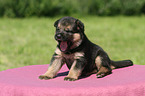 German Shepherd Puppy