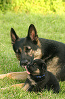 German Shepherds