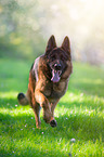 running German Shepherd