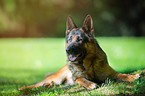 lying German Shepherd